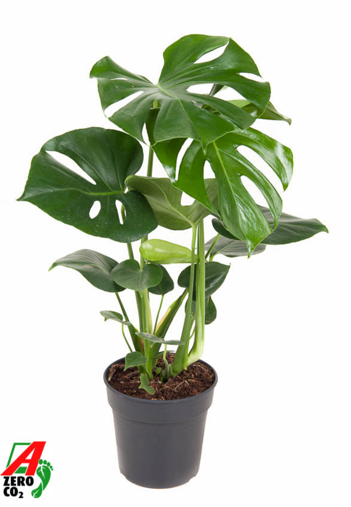 Monstera Deliciosa struik P19.