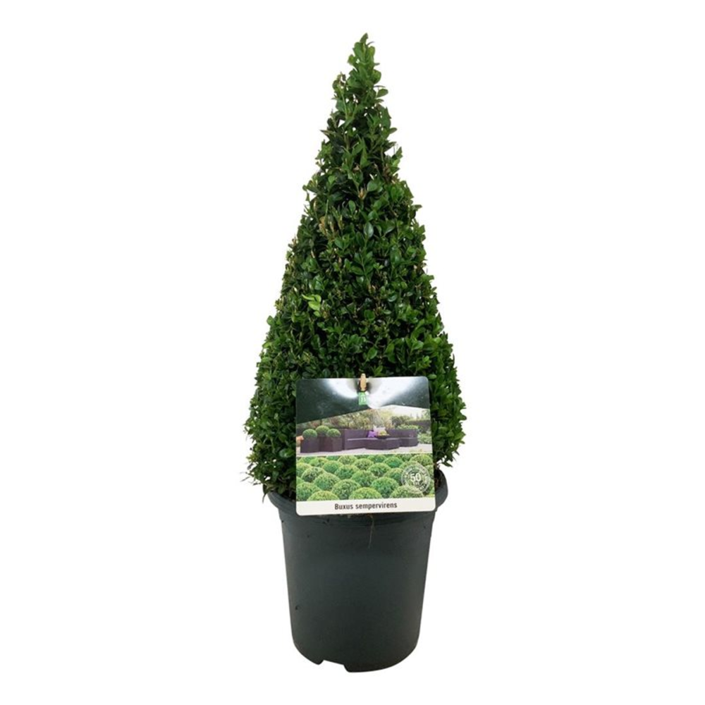 Buxus sempervirens.