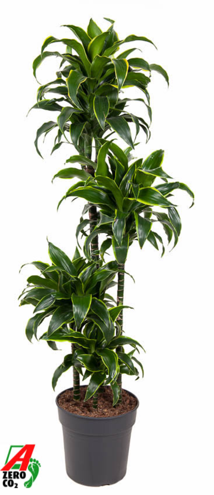 Dracaena Dorado 90-60-30-15.