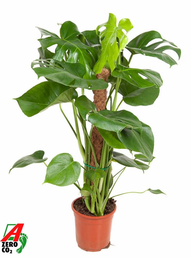Monstera Deliciosa mosstok P19.