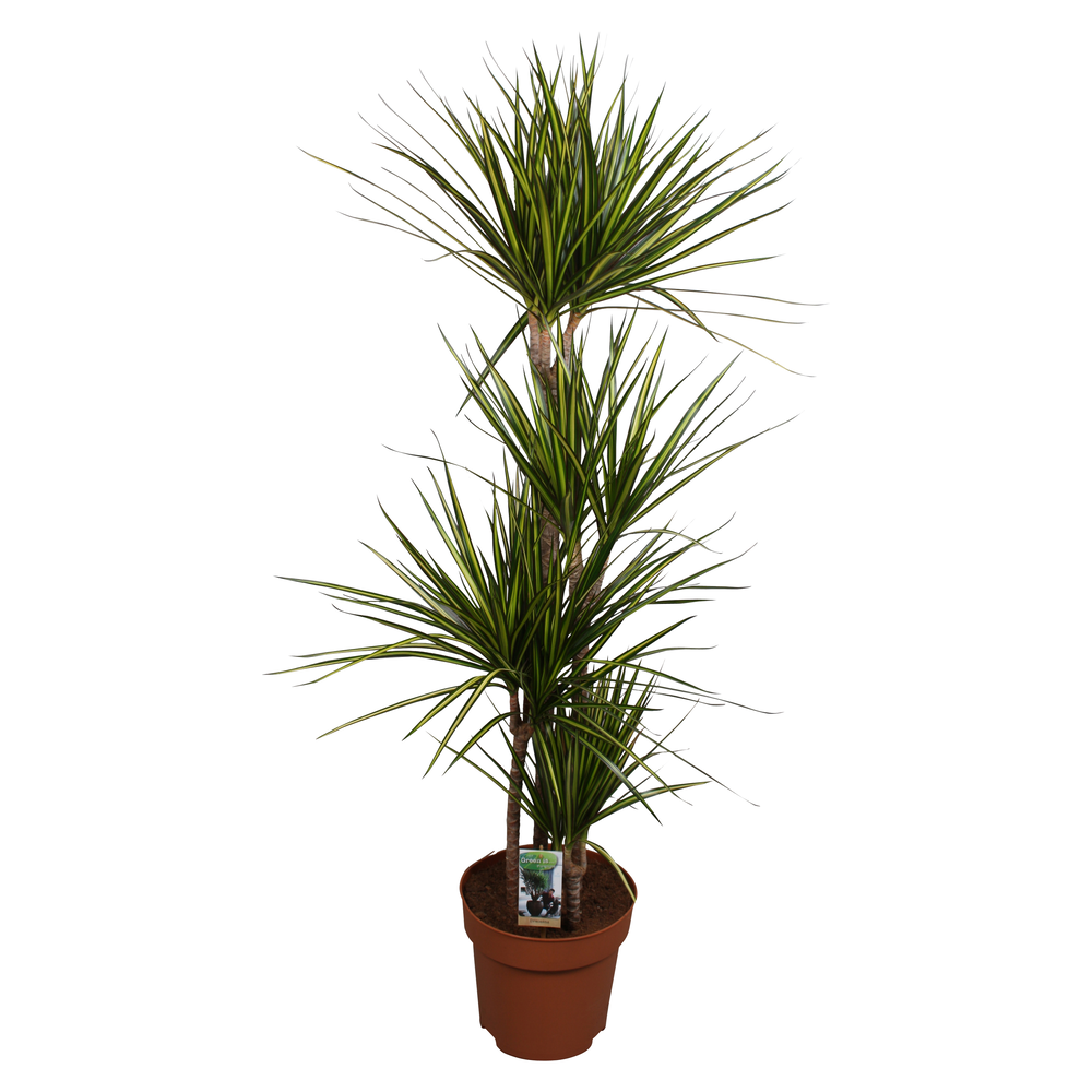 Dracaena Sunray 90-60-30-15.