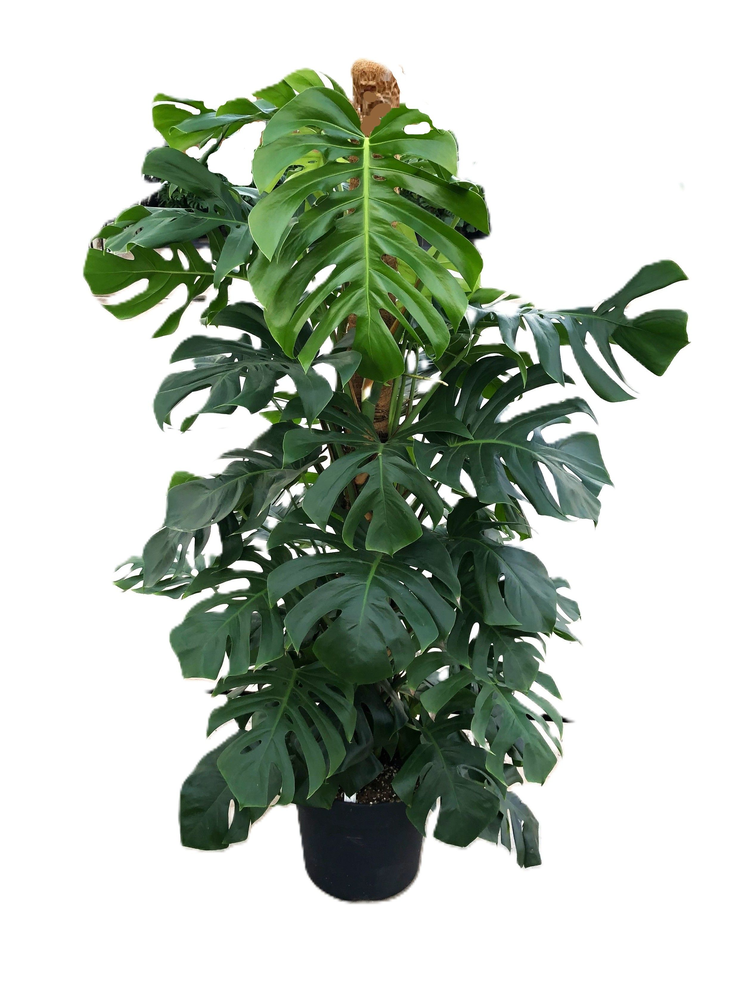 Monstera Pertusum Grp.