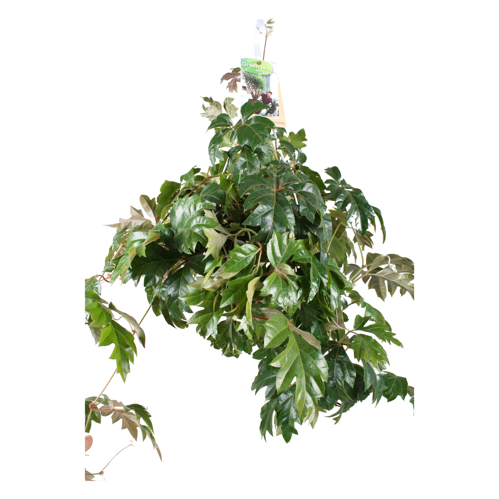 Cissus Ellen Danica hangpot.