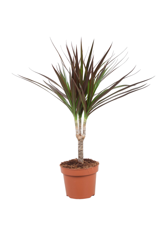 Dracaena Magenta enkele stam.