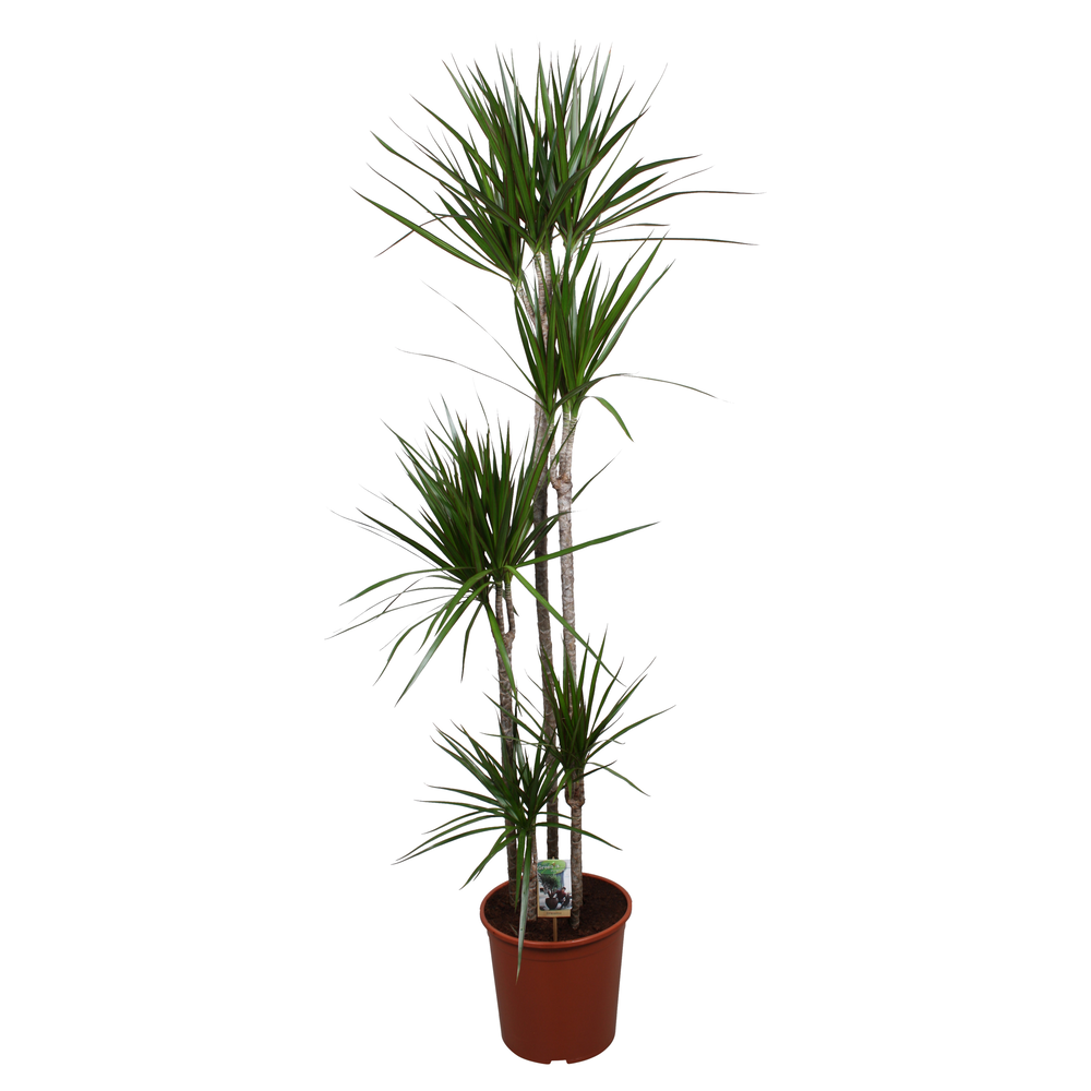 Dracaena Marginata 120-90-60-30-15.