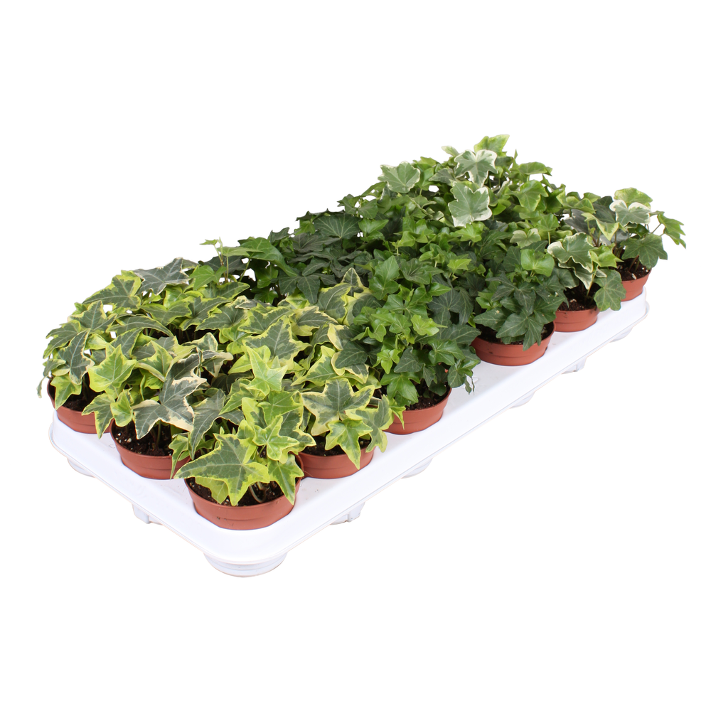 Hedera gemengd.