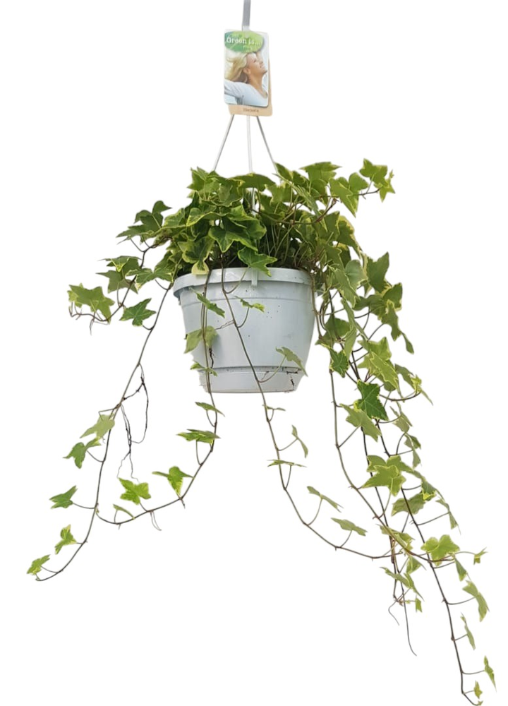 Hedera helix geelbont - hangpot wit / basic.