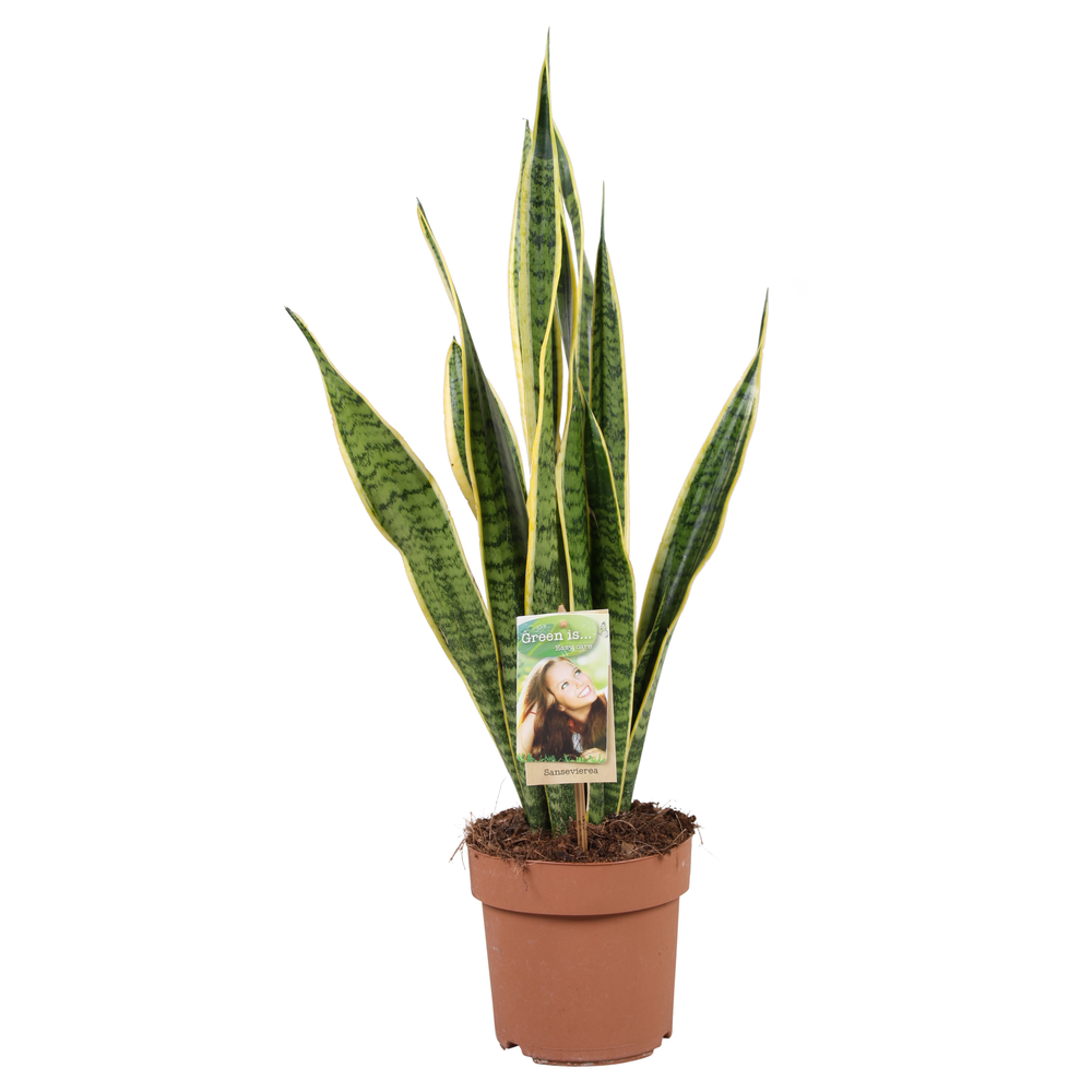 Sansevieria Laurentii.