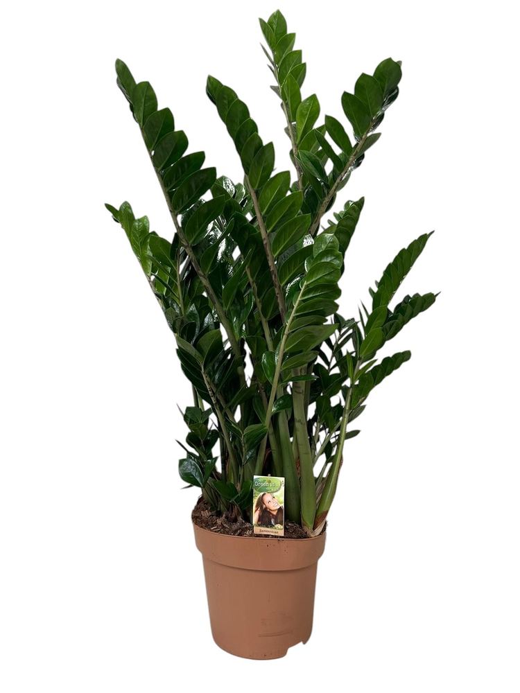 Zamioculcas 9+ veren - hoogte 110-120.
