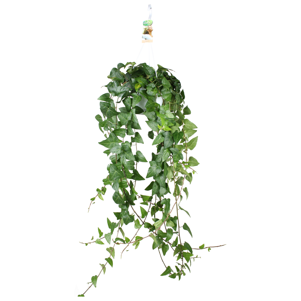 Hedera helix Mein Herz - hang/XXL.