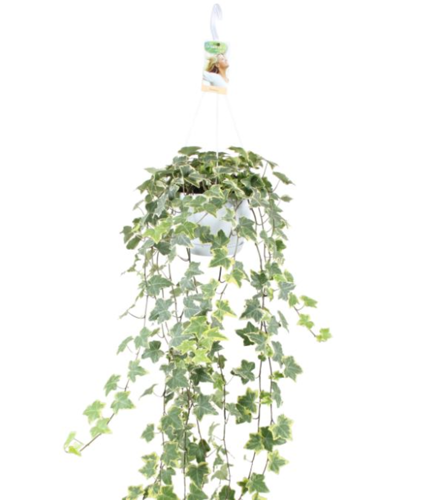 Hedera helix Gold Child - hang/XXL.