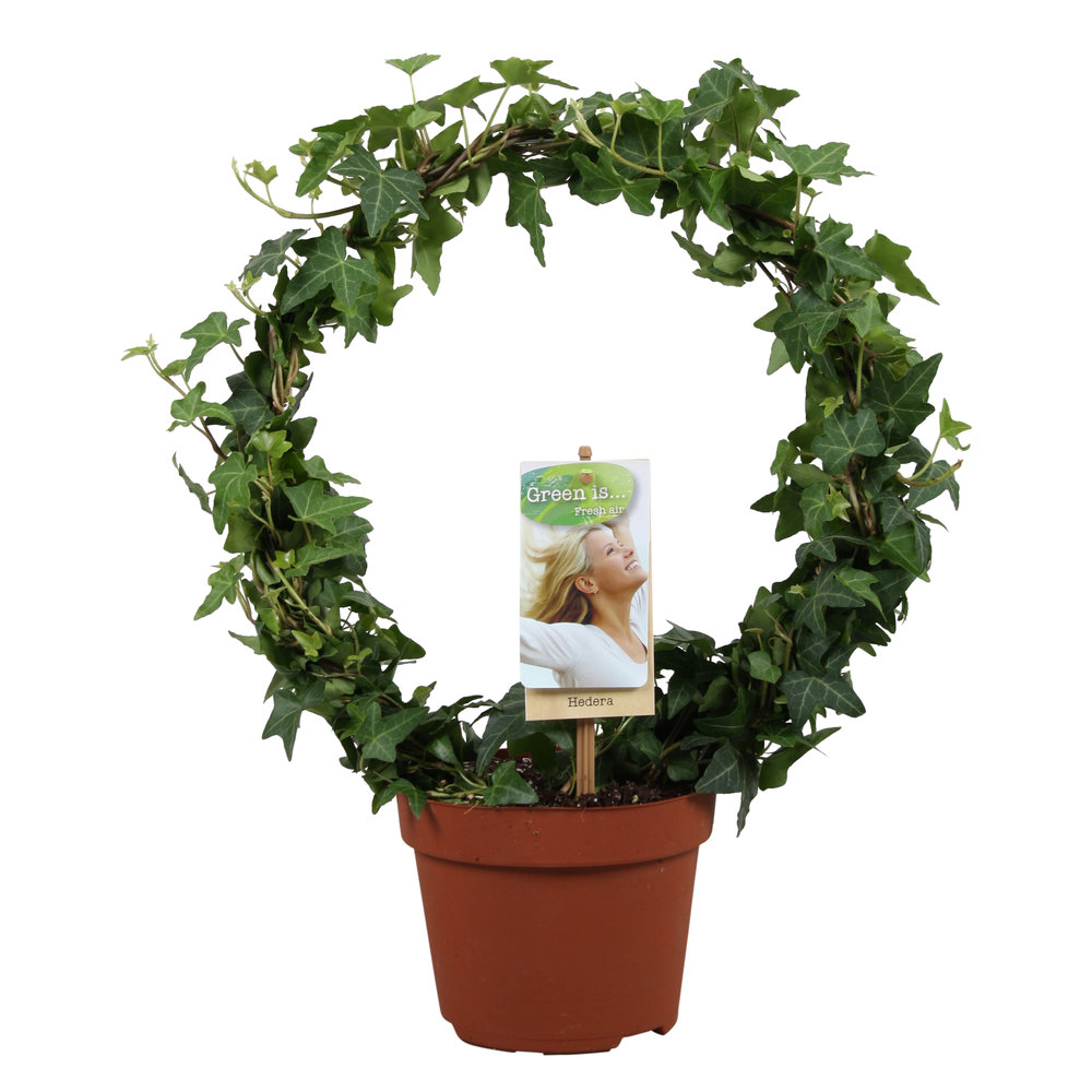 Hedera helix groen enkele boog.
