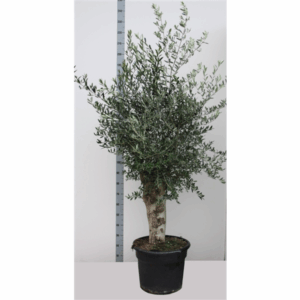 Olea EUROPAEA XXL