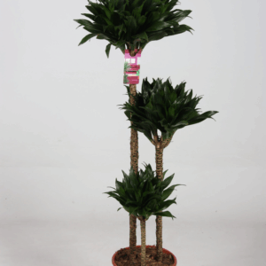 Dracaena compacta 90-60-30 125cm