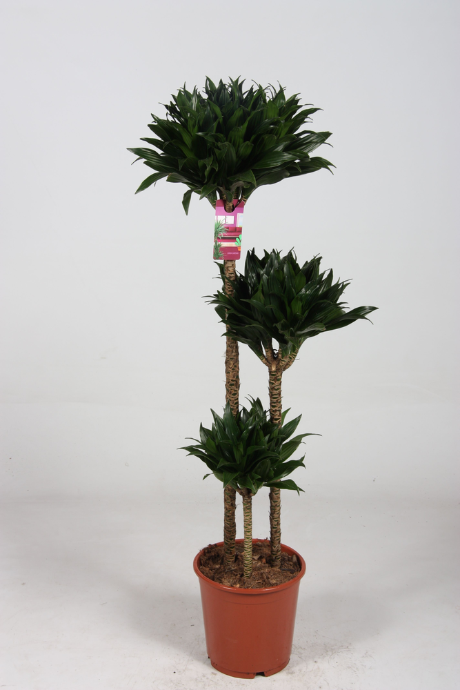 Dracaena compacta 90-60-30 125cm.