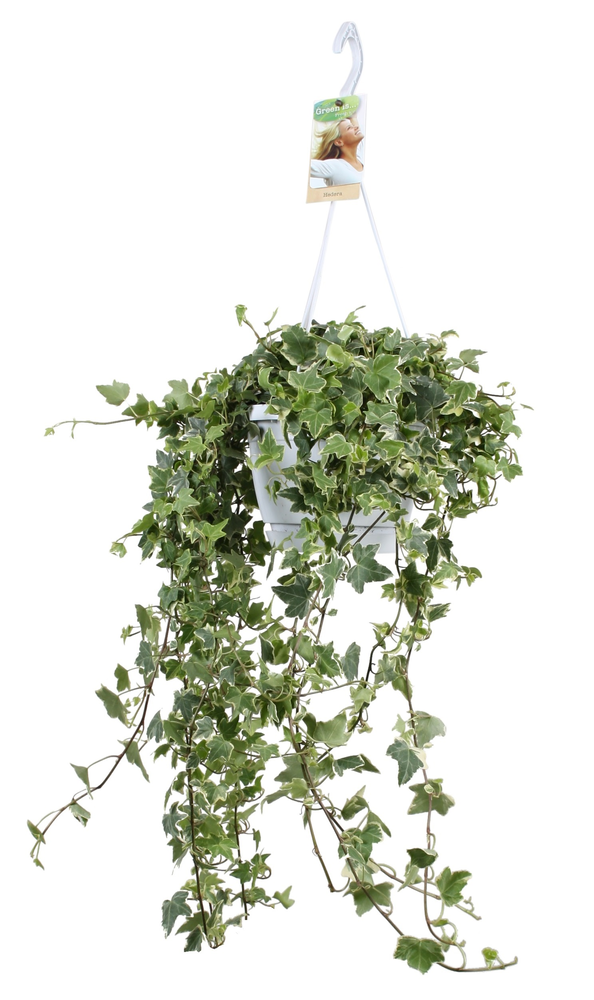 Hedera helix Eva - hang/XXL.