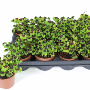Oxalis deppei