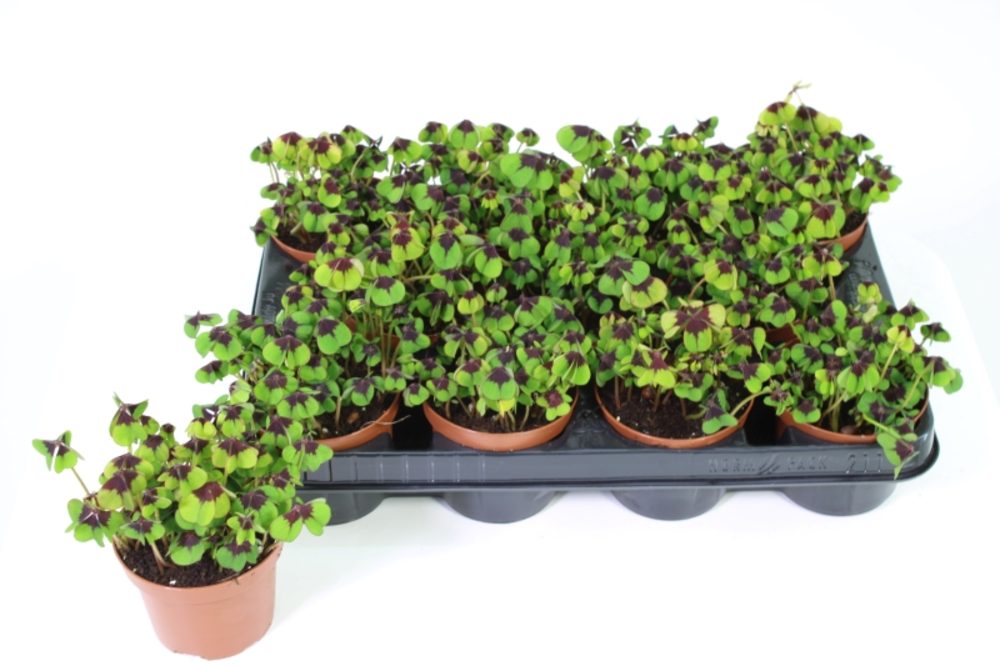 Oxalis deppei.