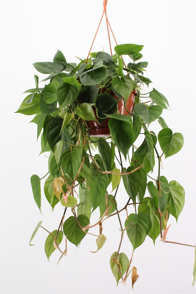 philodendron scandens hang.