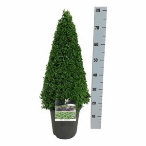 Buxus sempervirens.