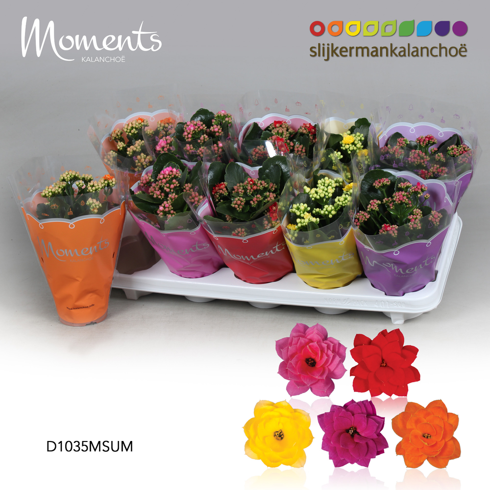 Kalanchoe Moments - Summer Moments.