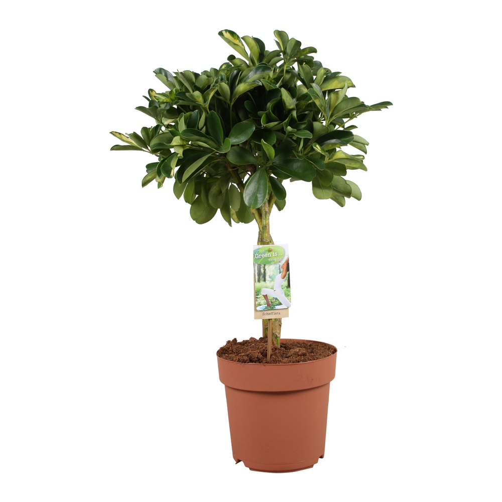 Schefflera Gold Capella - gevlochten stam.