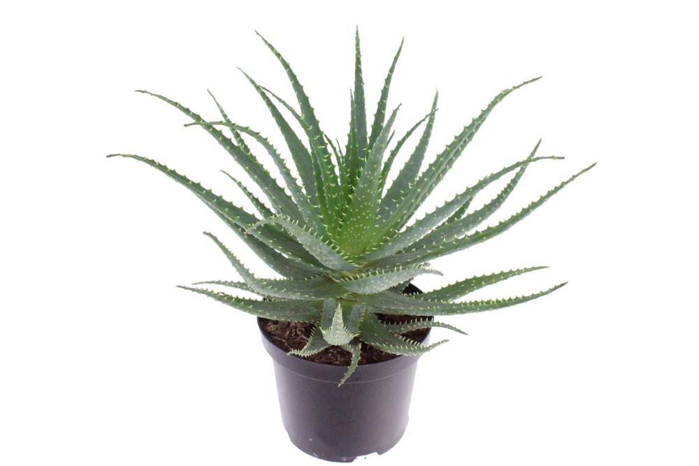 Aloe arborescens.