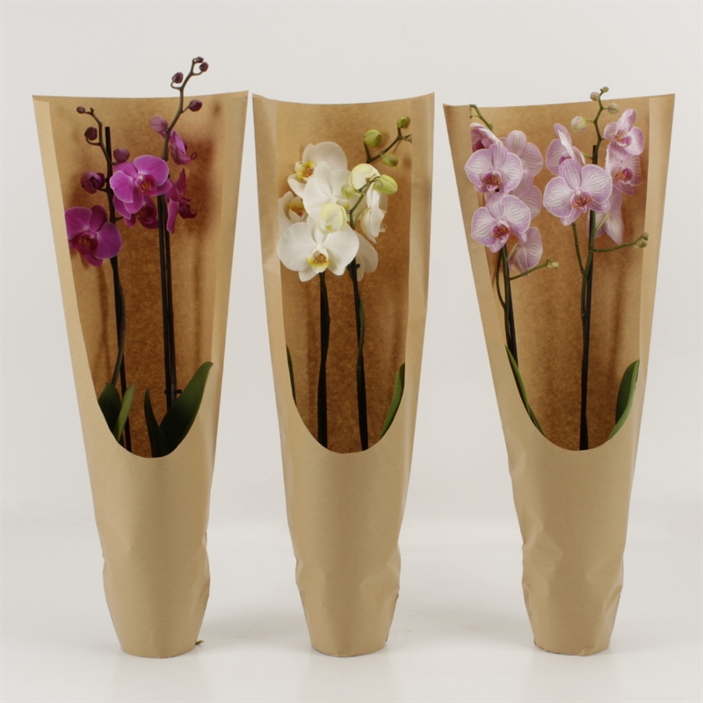 Phalaenopsis gemengd 2 tak gemengd ECO.