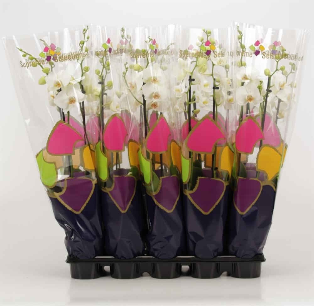 Phalaenopsis overig wit 2 tak wit in Supreme Selec.