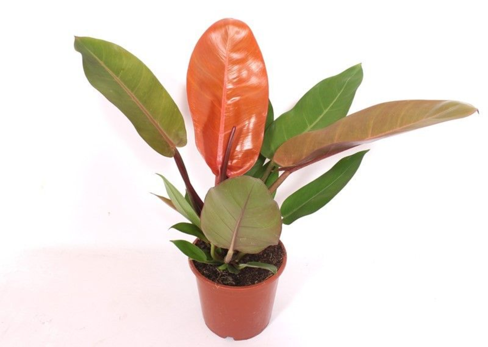Philodendron Prince of Orange.