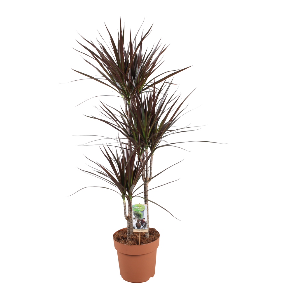 Dracaena Magenta 60-30-15.