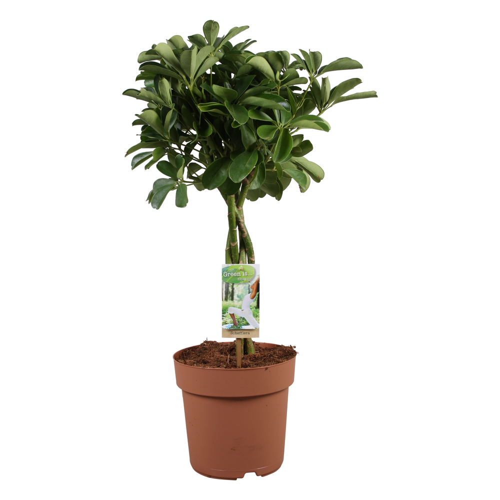 Schefflera Nora - gevlochten stam.