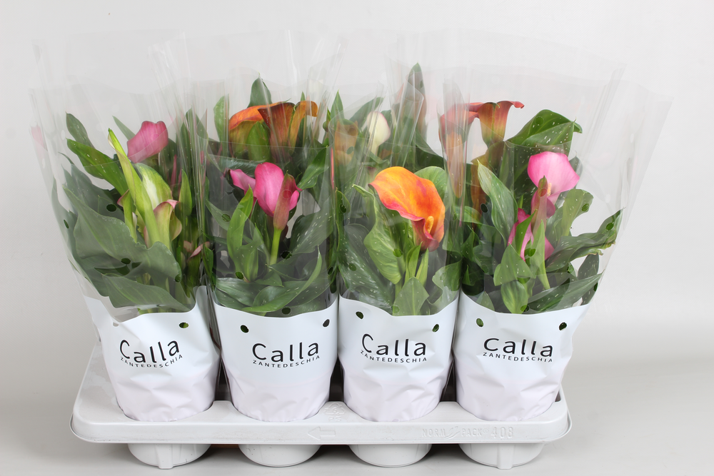 Zantedeschia gemengd Castlemix.