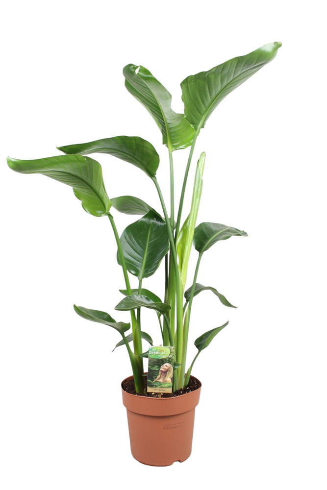Strelitzia Nicolai - hoogte 90-100.
