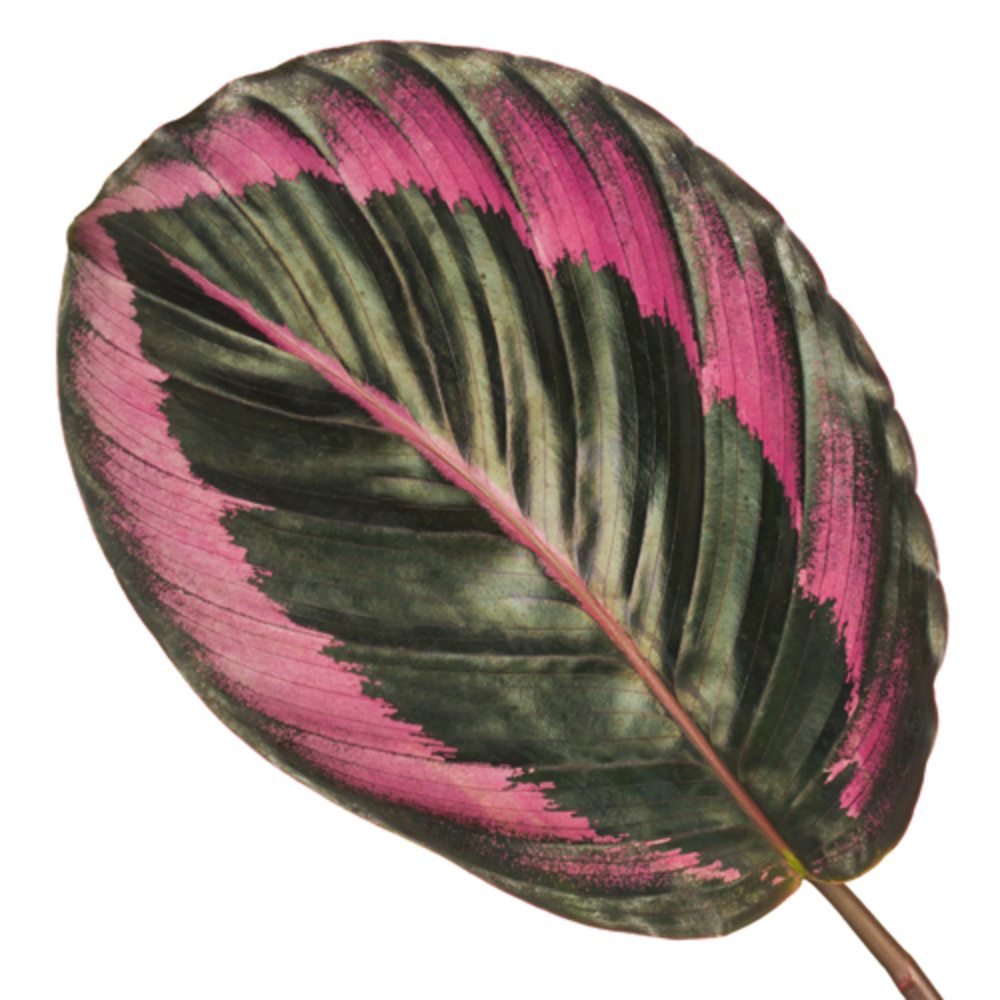Calathea 14cm Surprisestar.