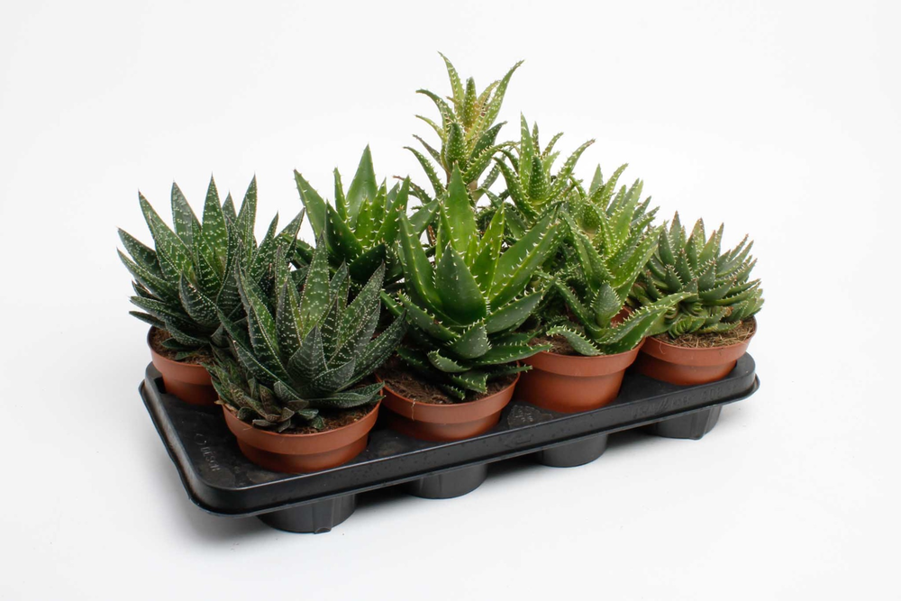 Aloe mix.