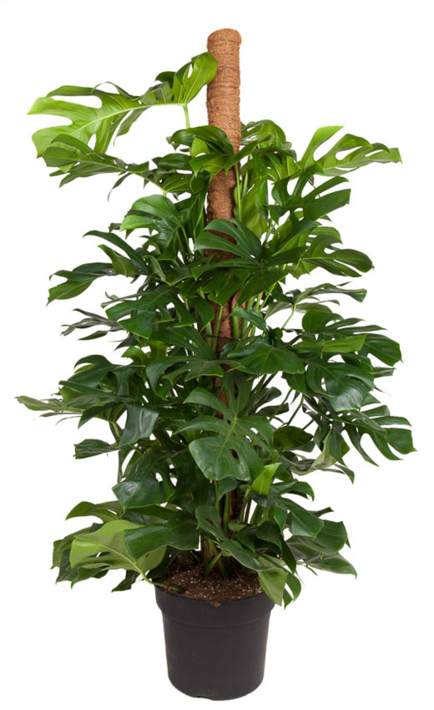 Monstera Deliciosa mosstok P40-180.
