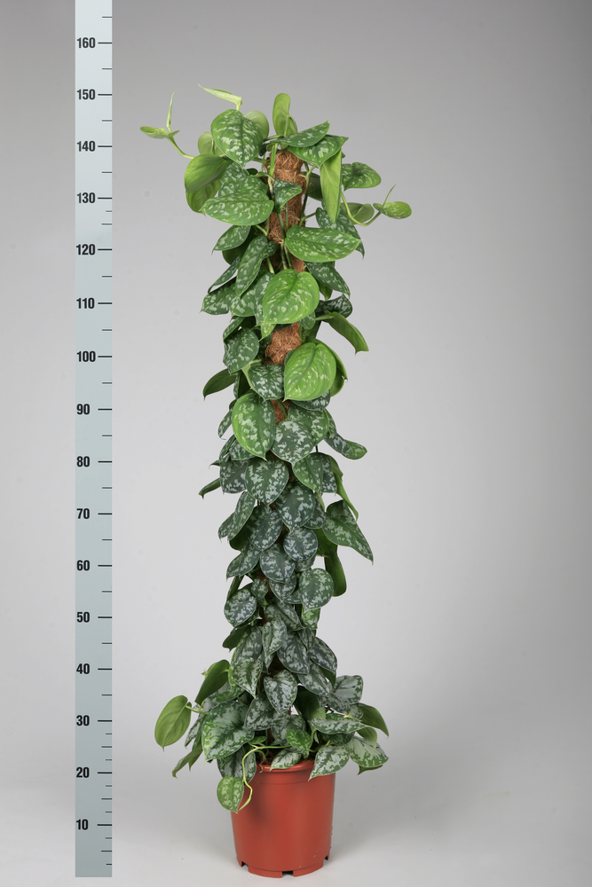 scindapsus pictus trebie 150 cm mosstok.