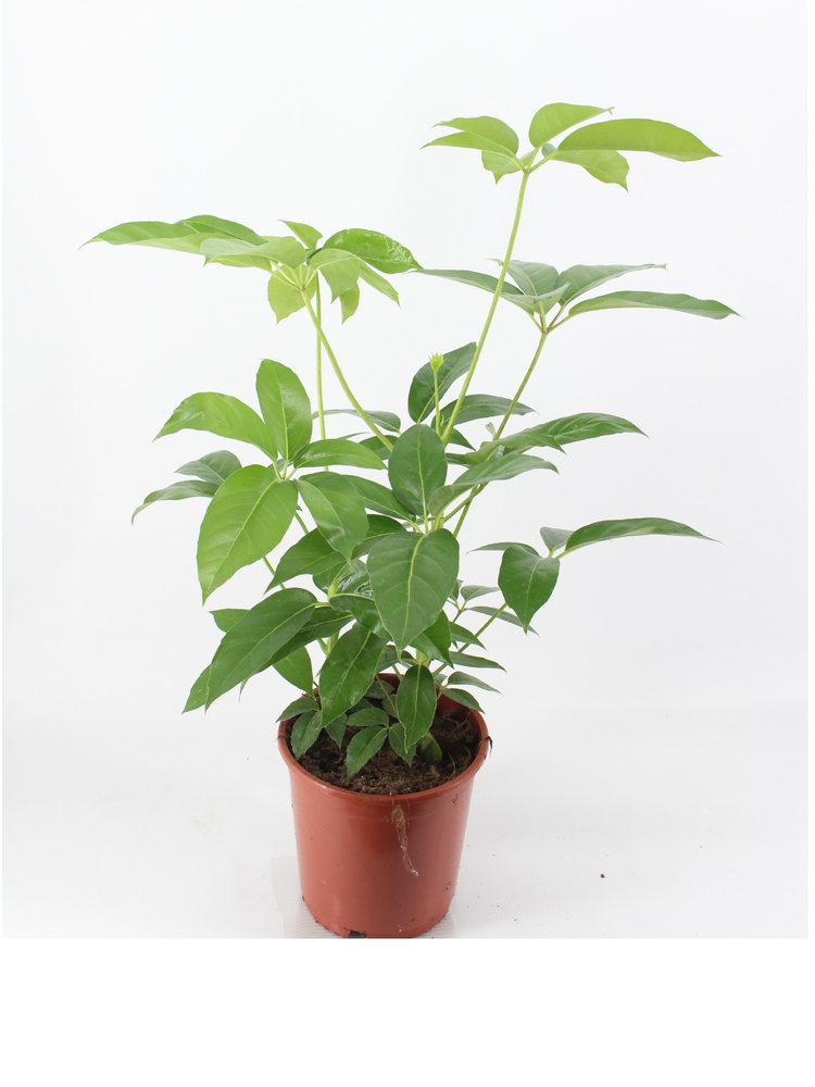 schefflera amate 24 cm pot.