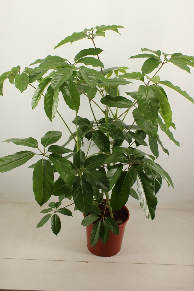 schefflera amate 30 cm pot.
