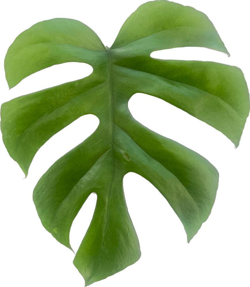 Monstera "Little Sister".