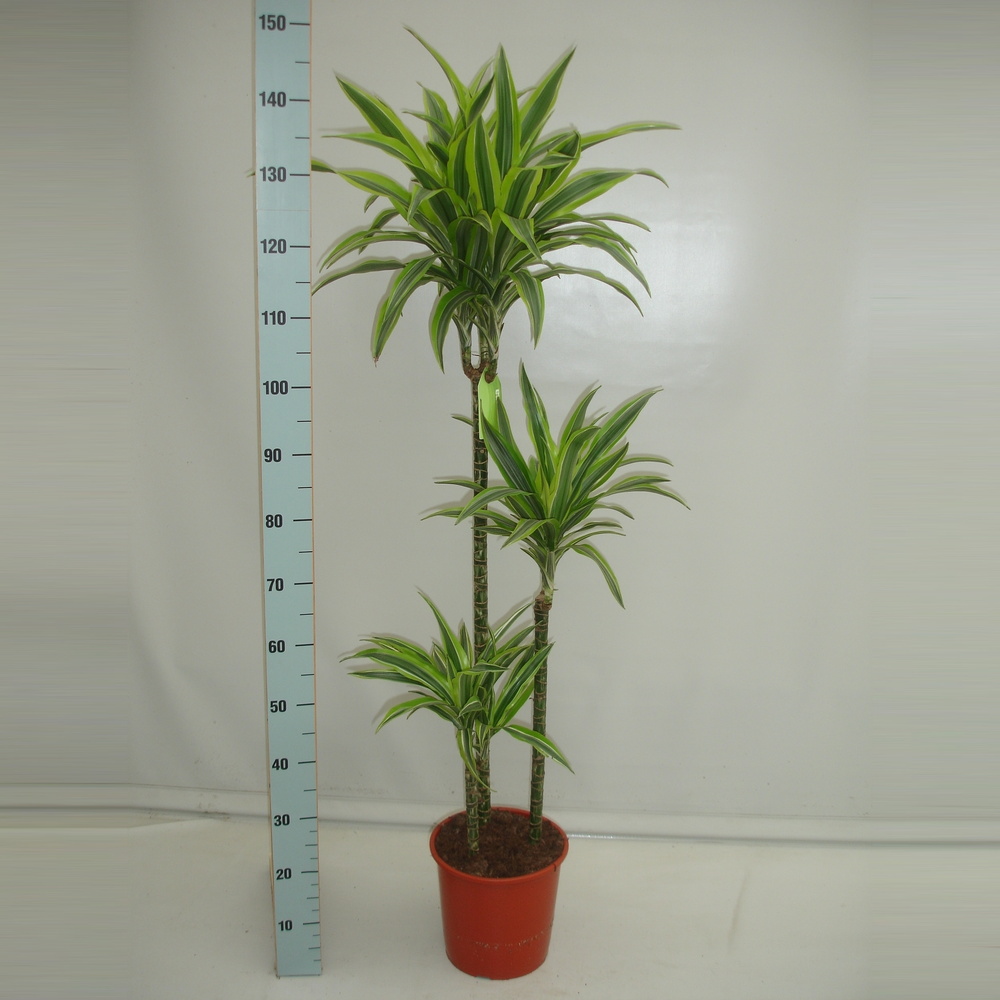 Dracaena Lemon Lime 90-60-30.