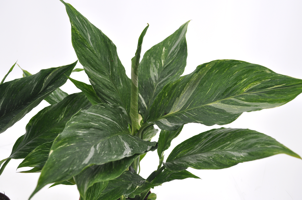 Spathiphyllum Diamond 12cm.