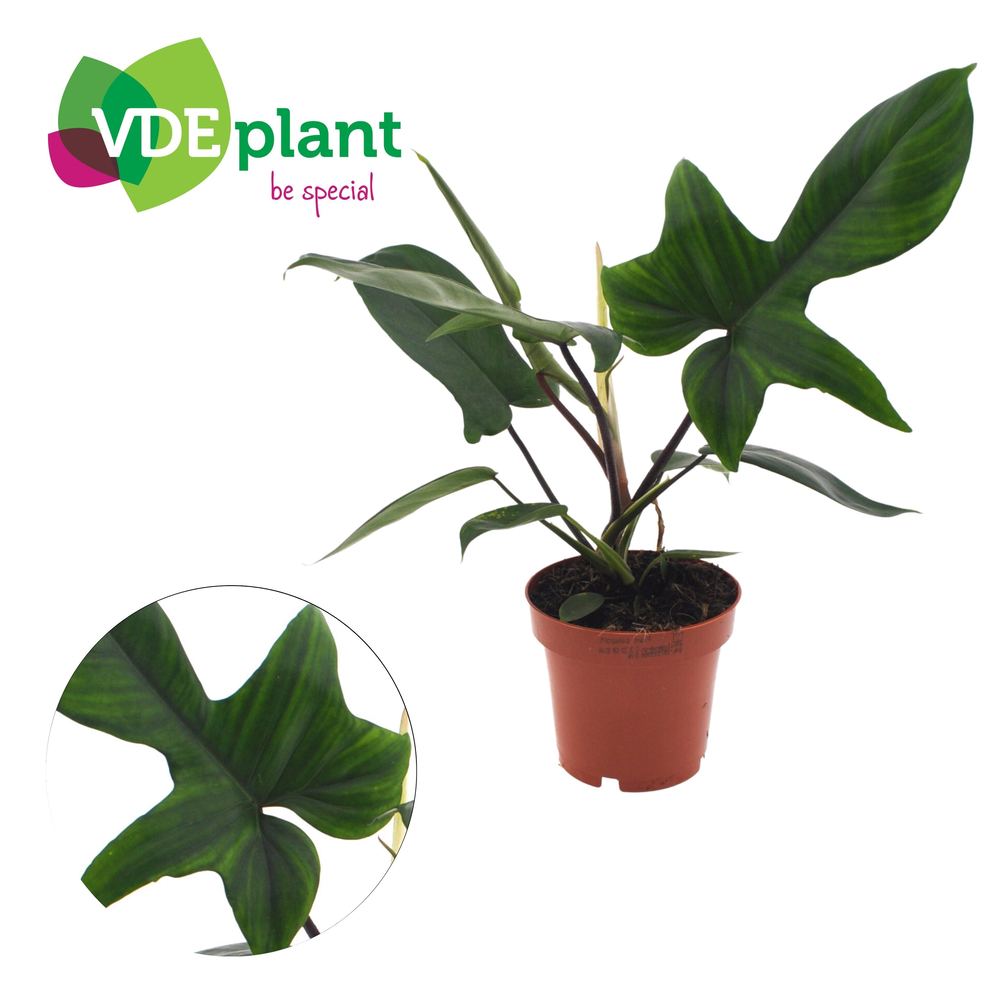 Philodendron Florida Green 12cm.