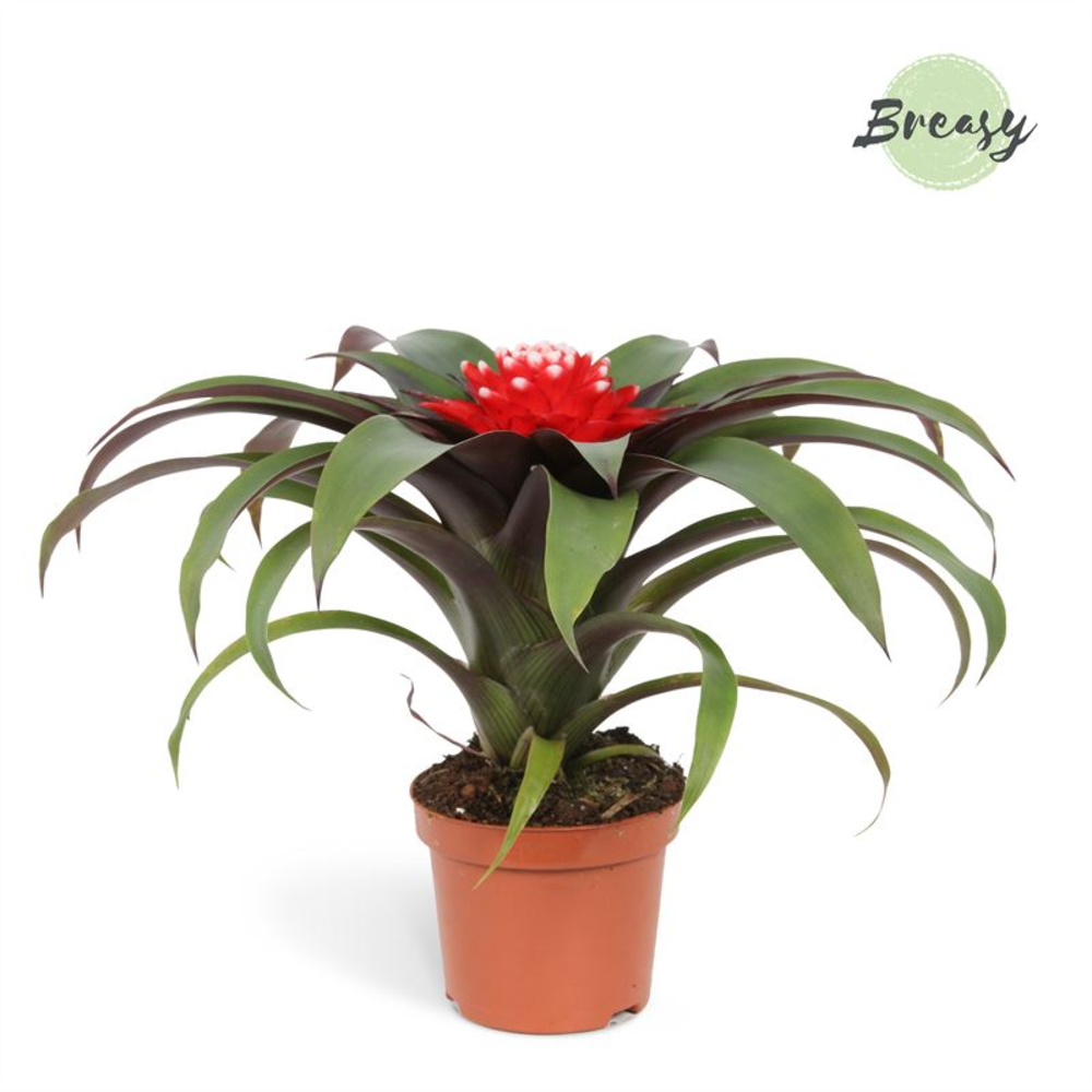 Guzmania Priscilla.