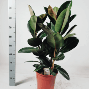 Ficus elastica 'Robusta' toef 95cm toef