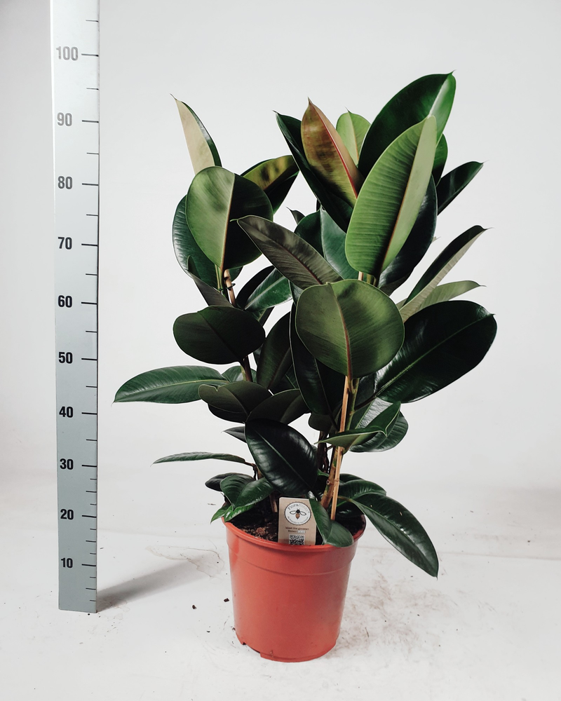 Ficus elastica 'Robusta' toef 95cm toef.