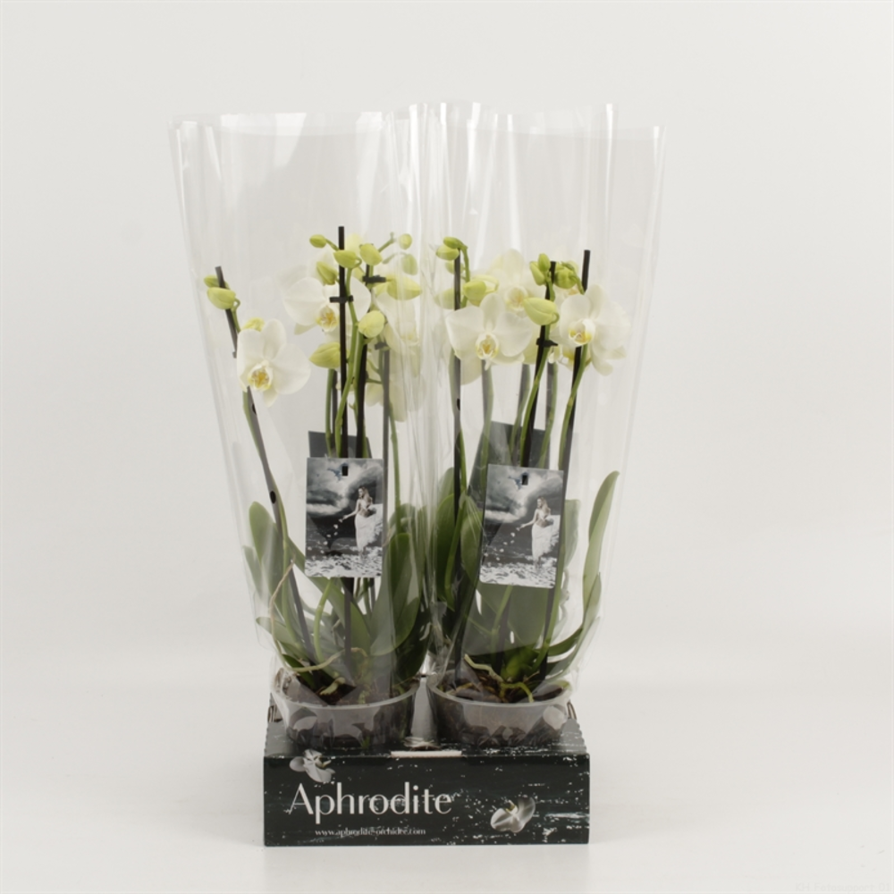 Phalaenopsis overig wit 3 tak wit 'shorty' goddess.