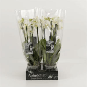 Phalaenopsis overig wit 4 tak wit 'shorty' goddess
