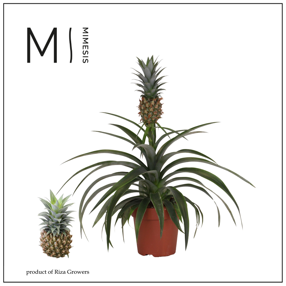 Mimesis Ananas Mi Amigo - 12 cm.